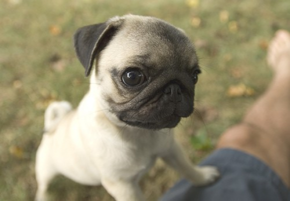 Beautiful Pug Puppy Picture