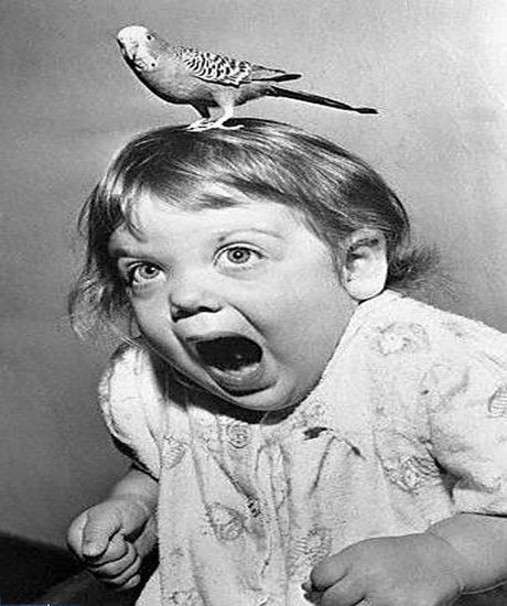 Bird On Little Girl Head Funny Scary Picture