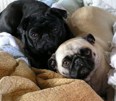 Black And Fawn Pug Dogs Picture