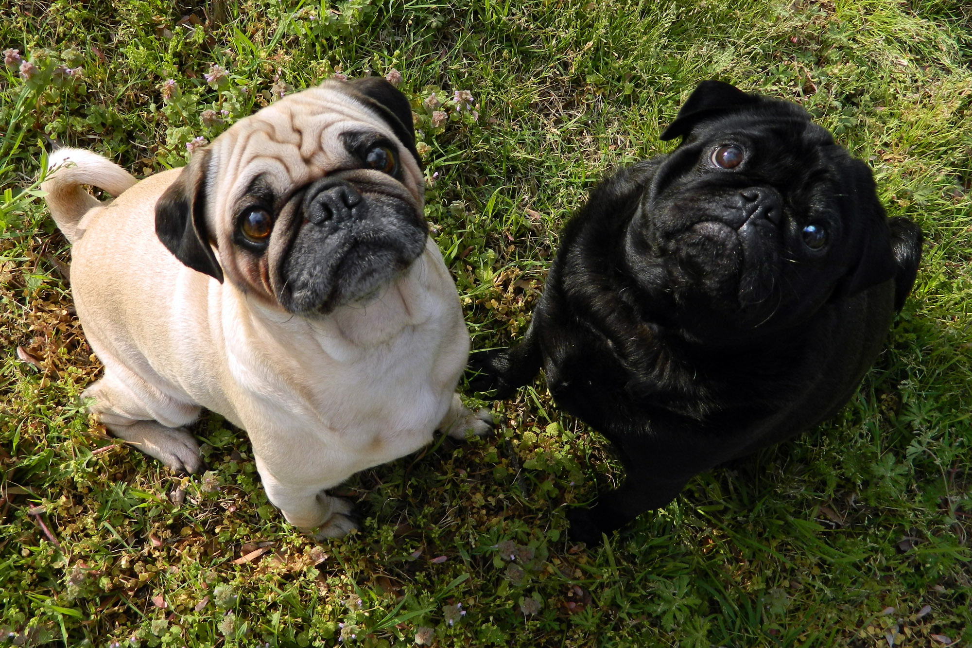 Black And Fawn Pug Dogs