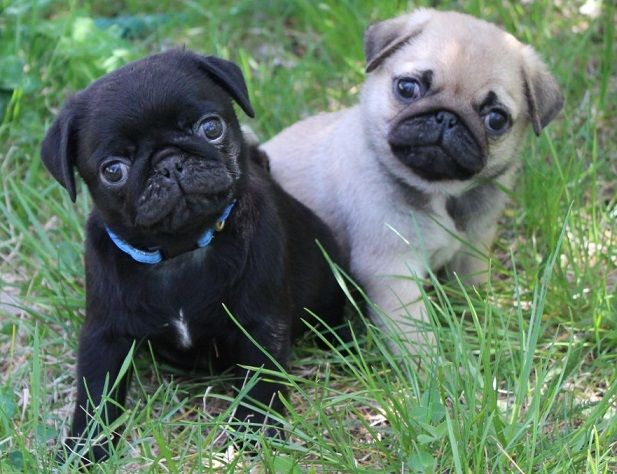 Black And Fawn Pug Puppies Picture