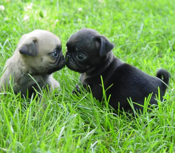Black And Fawn Pug Puppies Sitting On Grass