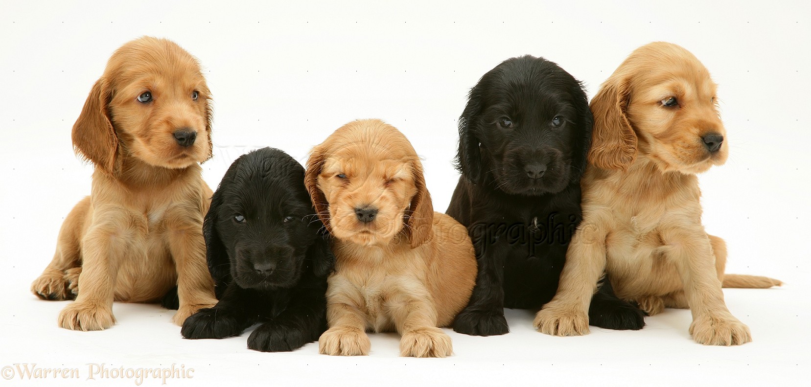 Black And Golden Group Of Cocker Spaniel Puppies