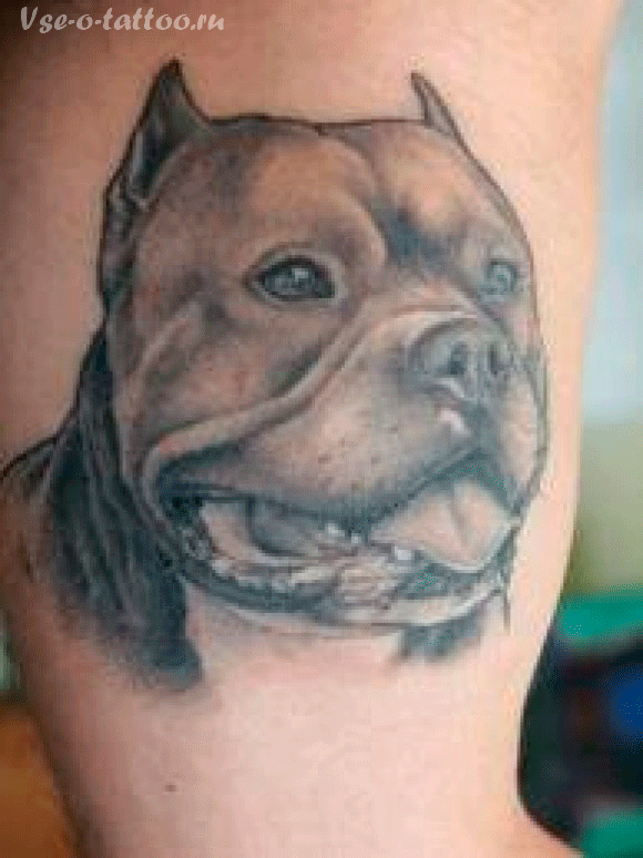 Black And Grey Pit Bull Dog Head Tattoo Design For Bicep