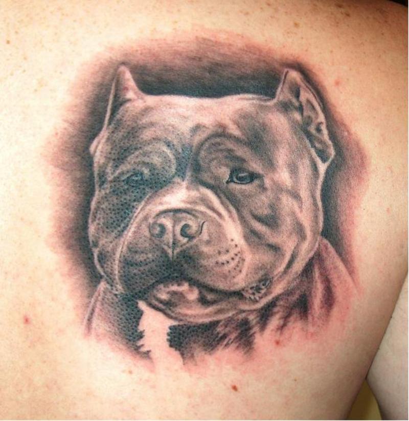 Black And Grey Pit Bull Dog Head Tattoo On Right Back Shoulder