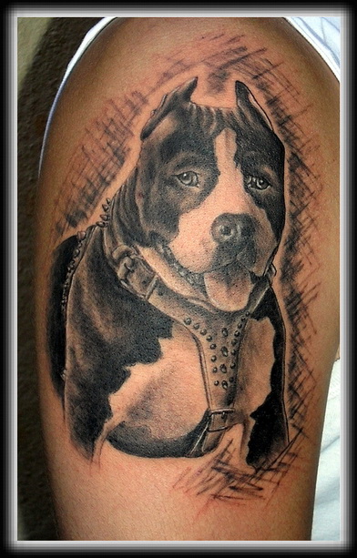 Black And Grey Pit Bull Dog Tattoo On Right Shoulder