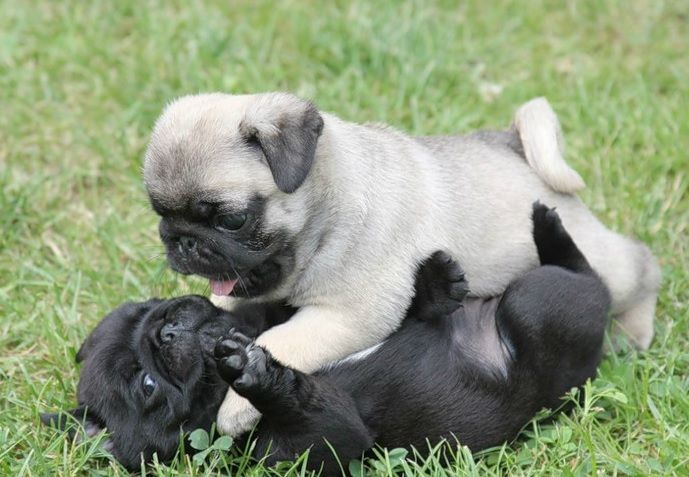 Black And White Pug Puppies Playing