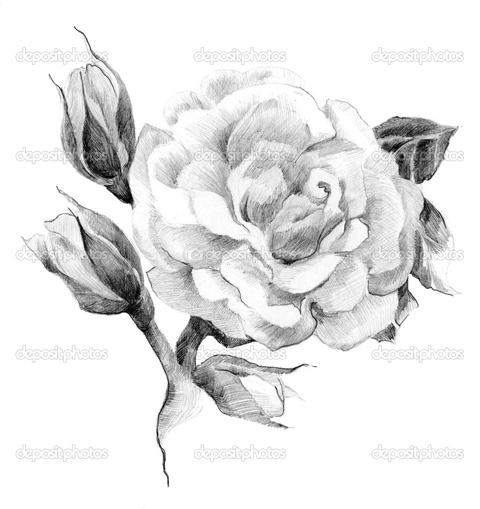 Black And White Rose Tattoo Design By Svetlana Zdanchuk
