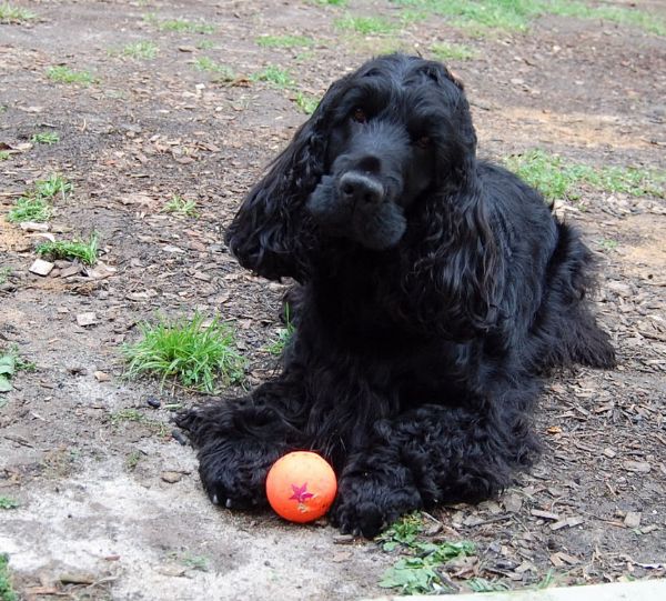 Black Cocker Spaniel Dog Playing With Ball Picture