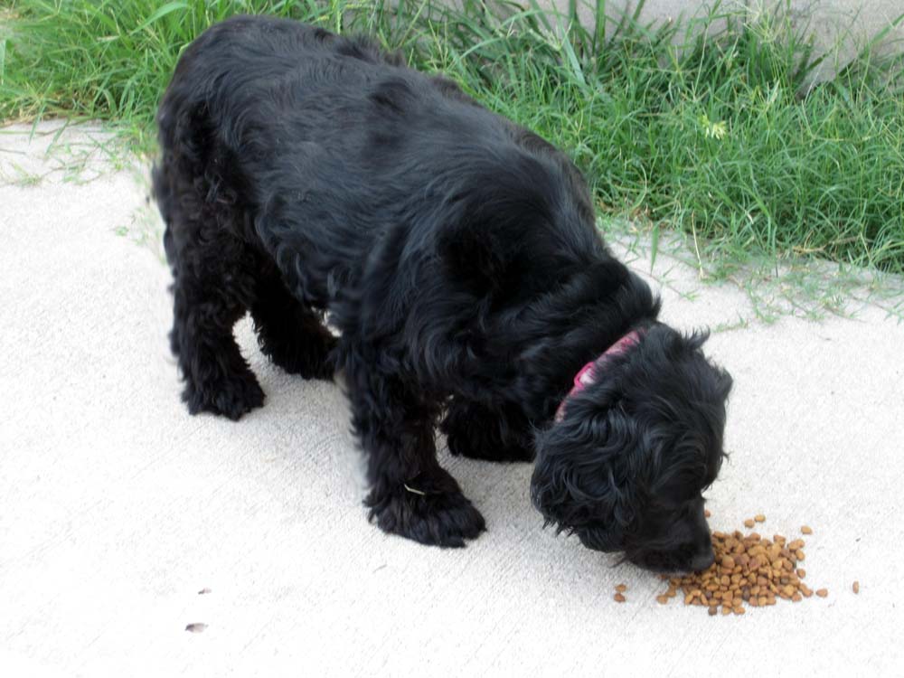 Black Cocker Spaniel Puppy Eating Feed