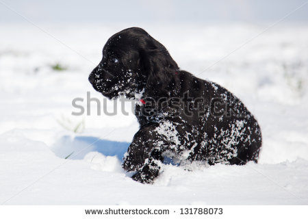 Black Cocker Spaniel Puppy Playing In Snow