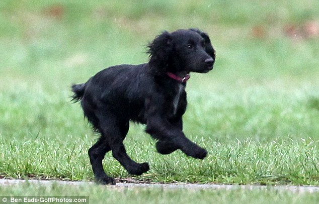 Black Cocker Spaniel Puppy Running Picture