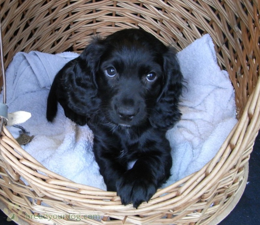 Black Cute Cocker Spaniel Puppy In Basket