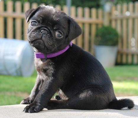 Black Cute Miniature Puppy