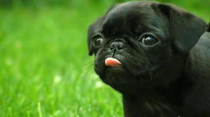 Black Cute Pug