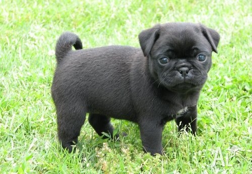 Black Cute Pug Puppy Image