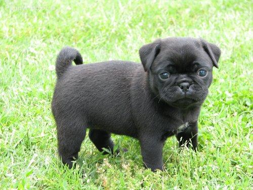Black Pug Baby