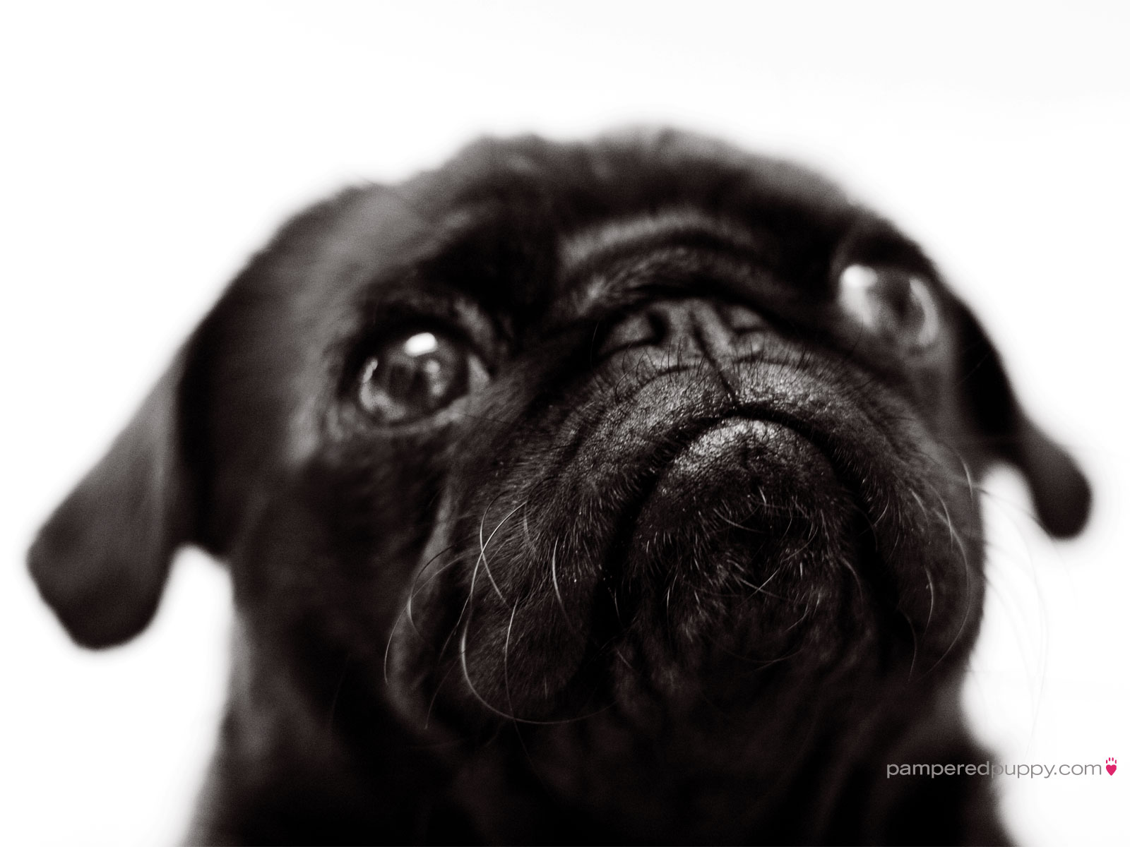 Black Pug Dog Closeup Picture