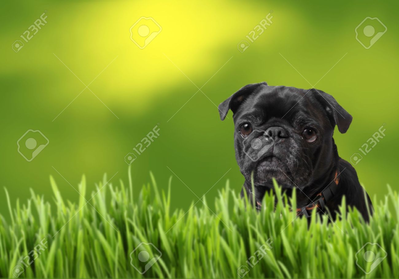 Black Pug Dog In Fields Picture