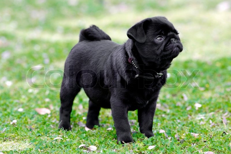 Black Pug Dog In Lawn Picture