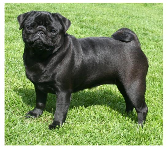 Black Pug Dog In Lawn