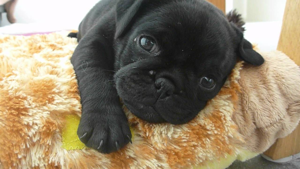 Black Pug Dog Picture
