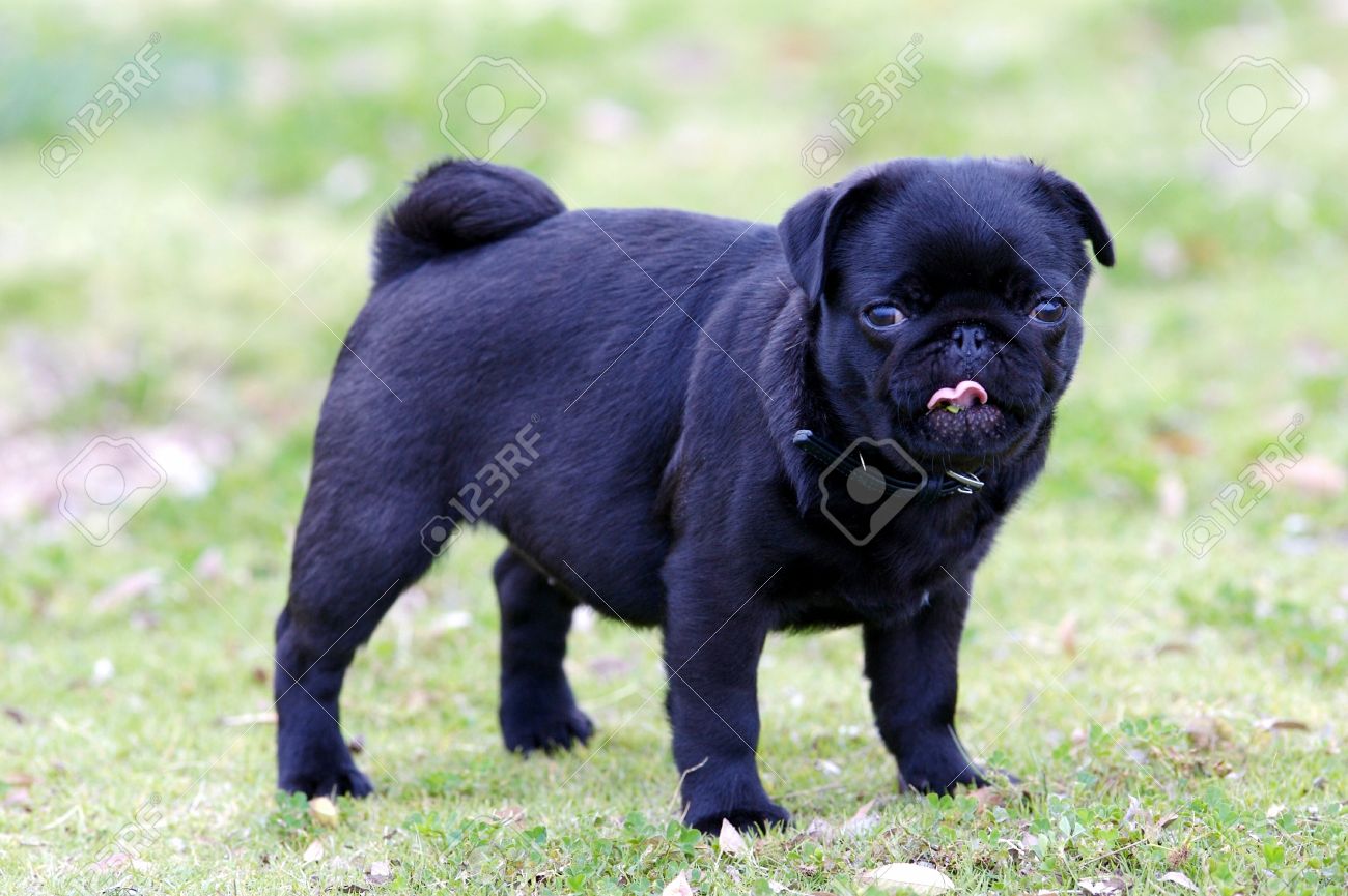 Black Pug Dog Posing For Photo