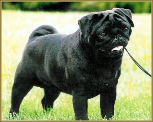 Black Pug Dog Standing On Grass
