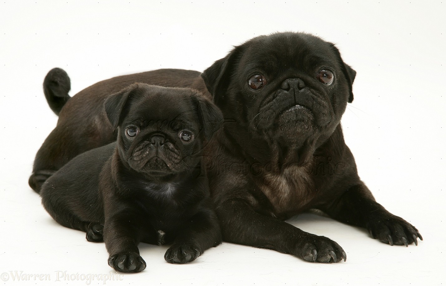 Black Pug Dogs