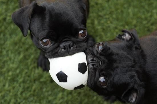 Black Pug Puppies Playing In Football