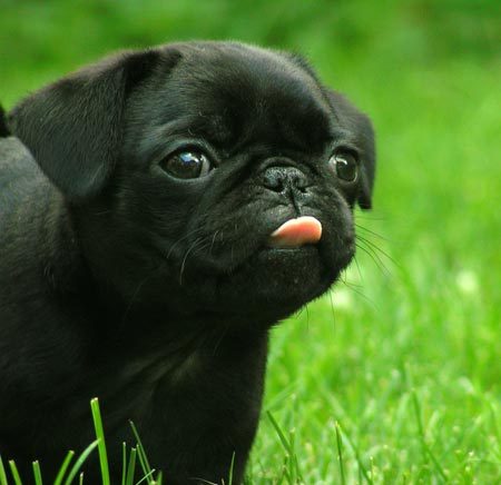 Black Pug Puppy Picture