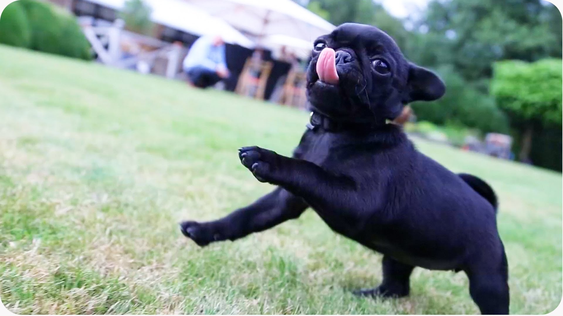 Black Pug Puppy Playing In Garden