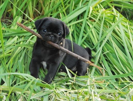 Black Pug Puppy Playing