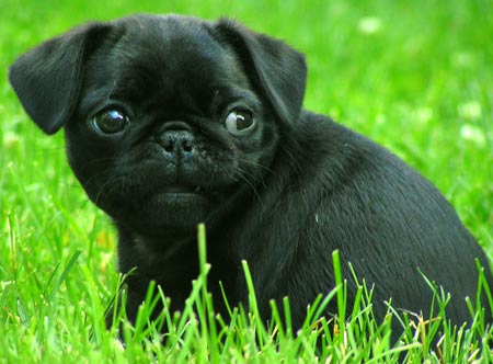 Black Pug Puppy Sitting In Grass