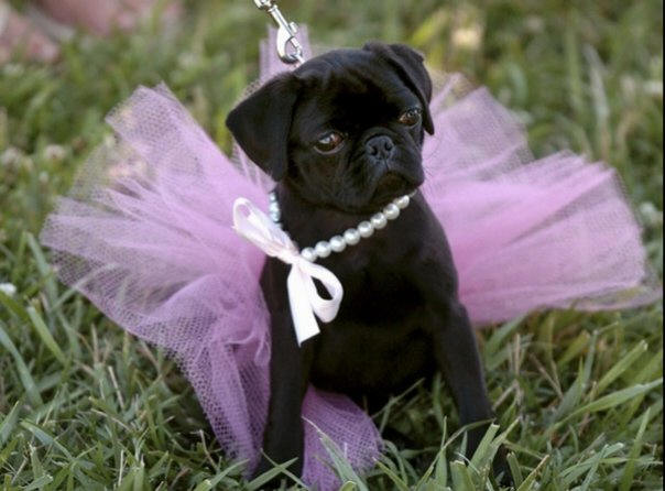 Black Pug Puppy Wearing Pearls Bow