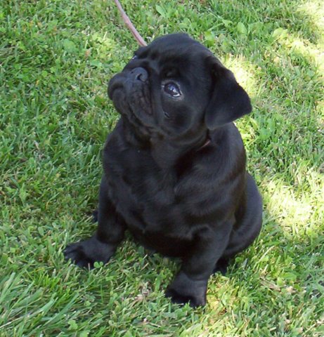 Black Pug Sitting In Lawn