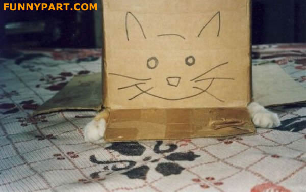 Cat Face Box Funny Picture