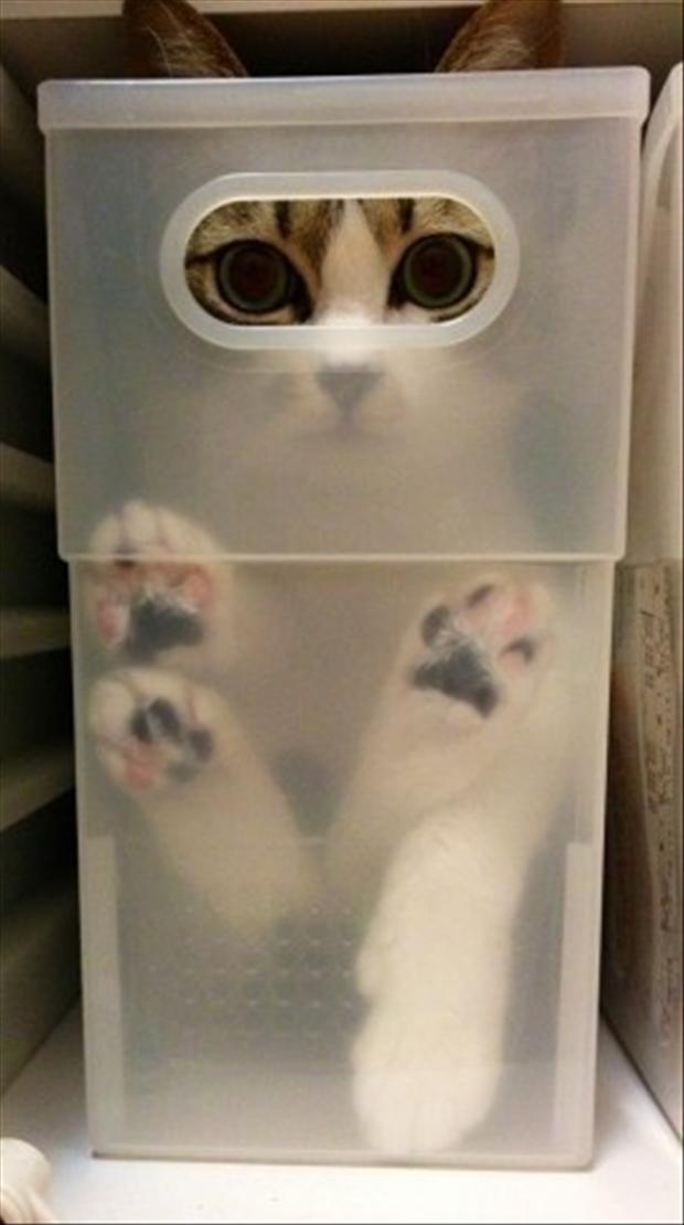 Cat Hiding In Box Funny Picture