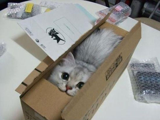 Cat In Box Funny Image