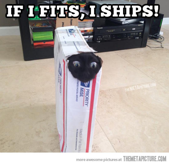 Cat Mail Box Head Funny Picture