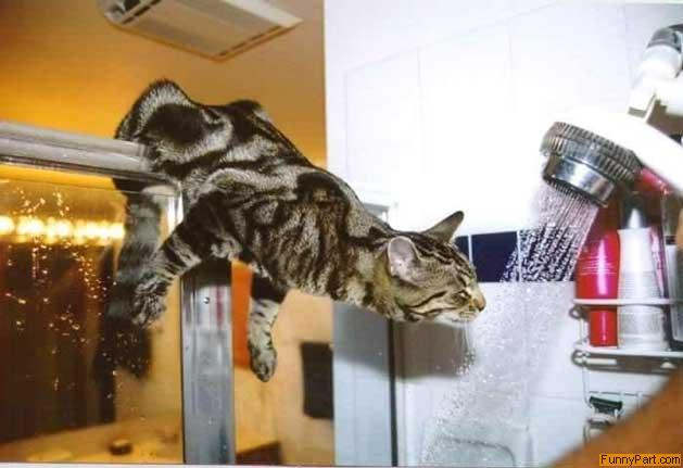 Cat Shower Funny Picture