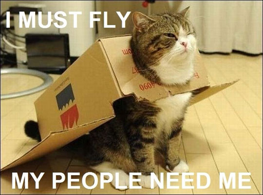Cat With Cardbox Costume Funny Picture