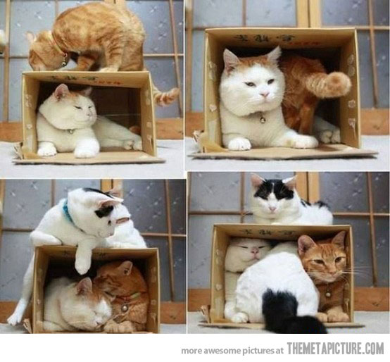 Cats Inside The Box Funny Picture