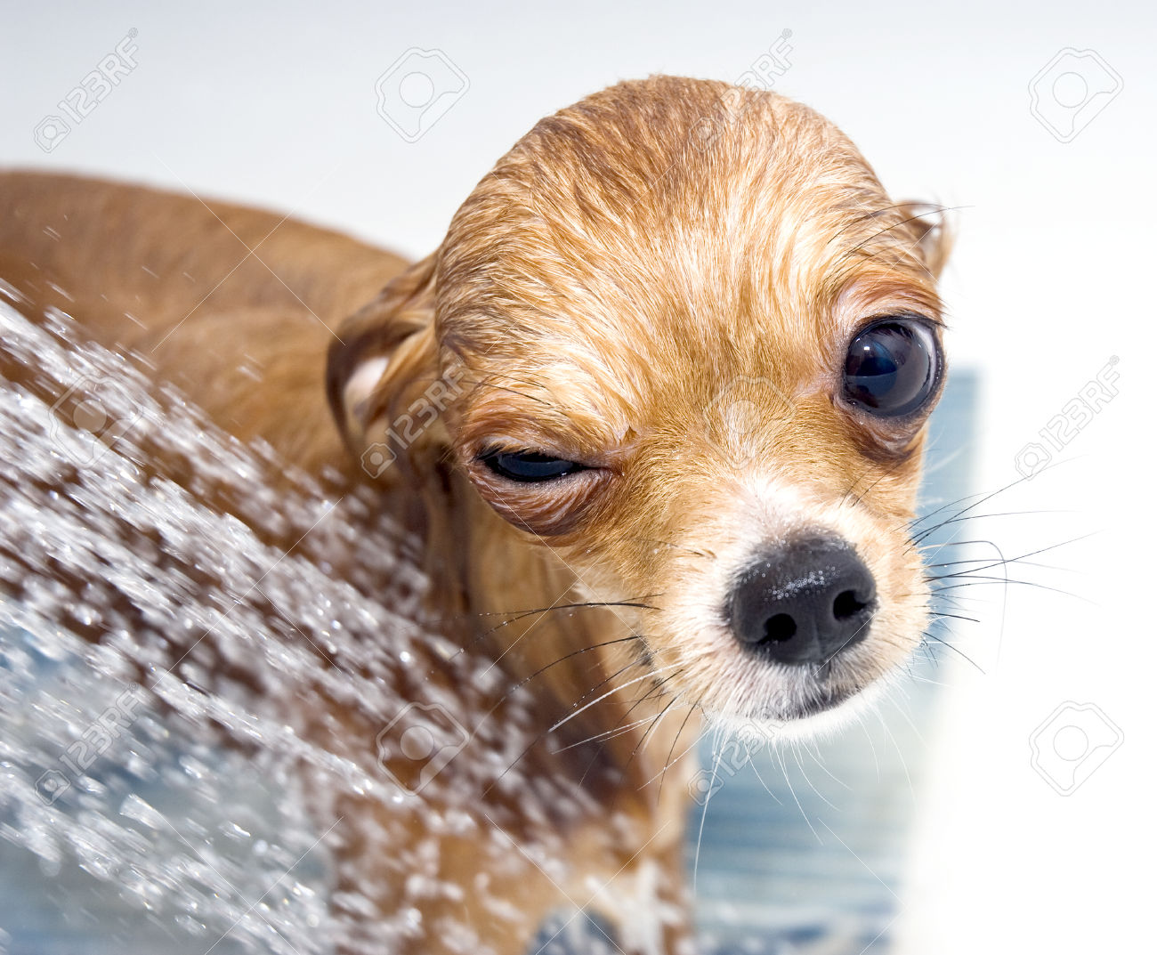 Chihuahua Dog Taking Shower Funny Picture