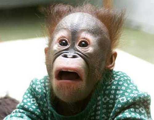 Chimpanzee Scared Face Funny Image