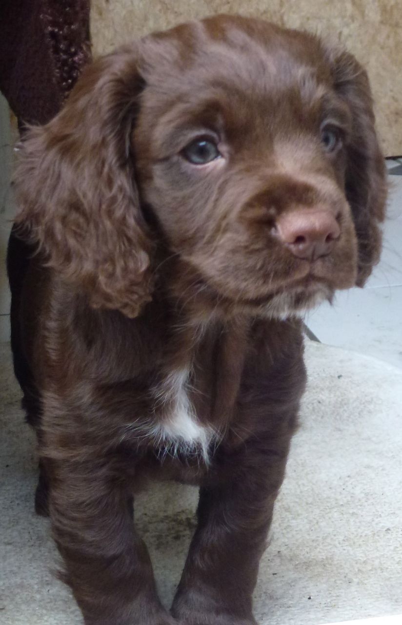 Chocolate Brown Cocker Spaniel Puppy Picture