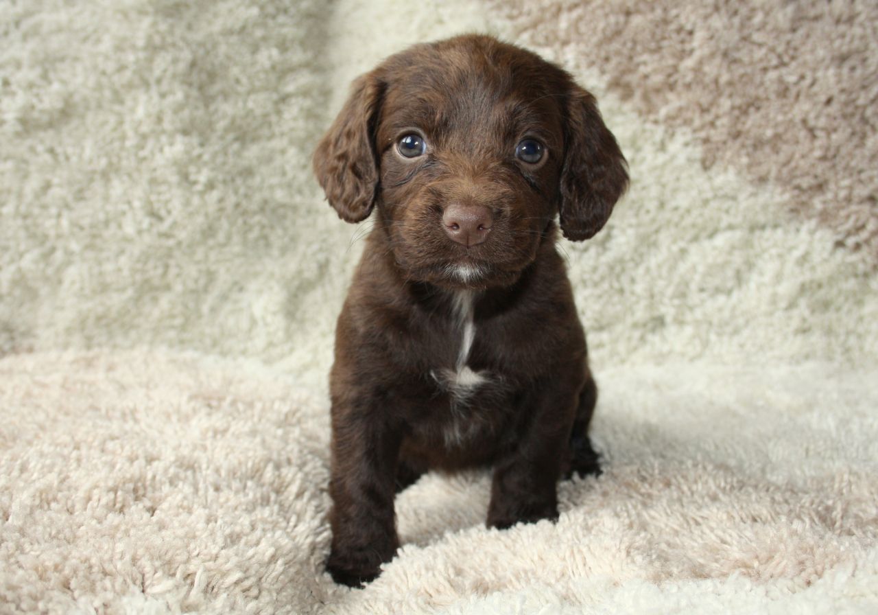 Chocolate Brown Cute Cocker Spaniel Puppy
