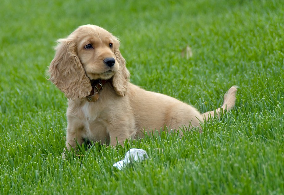 Cocker Spaniel Puppy Sitting On Grass