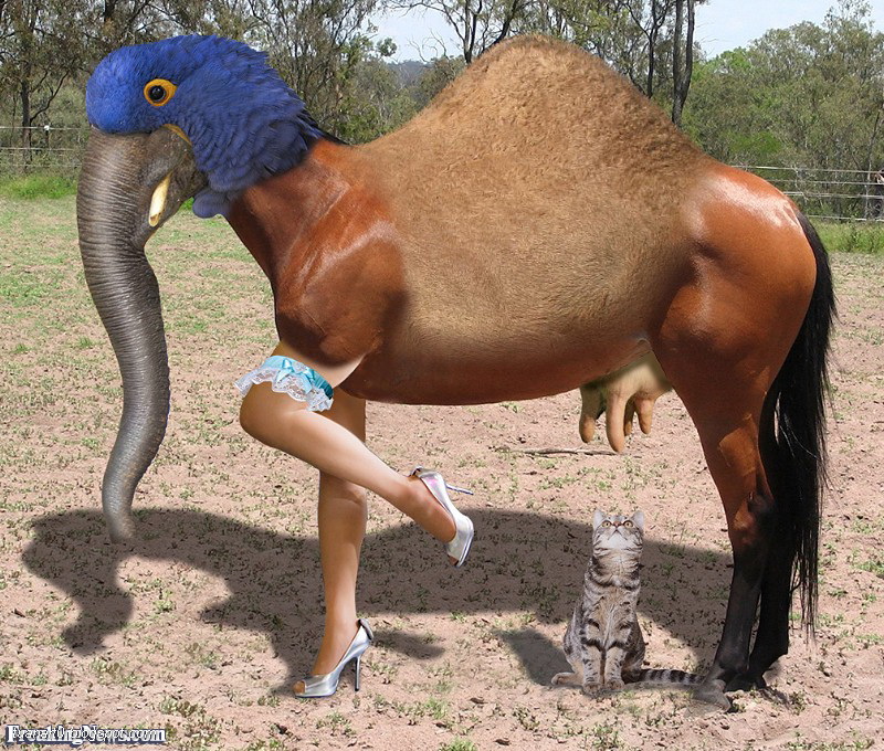 Crazy-Animal-Funny-Photoshopped-Picture.jpg