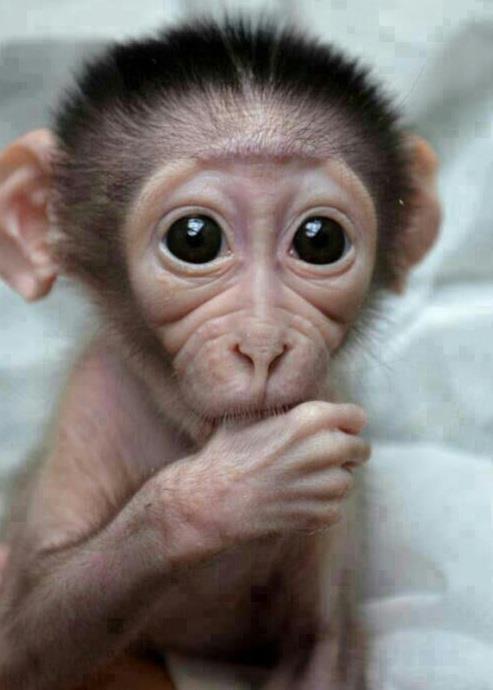 Crazy Baby Monkey Licking His Finger Funny Image